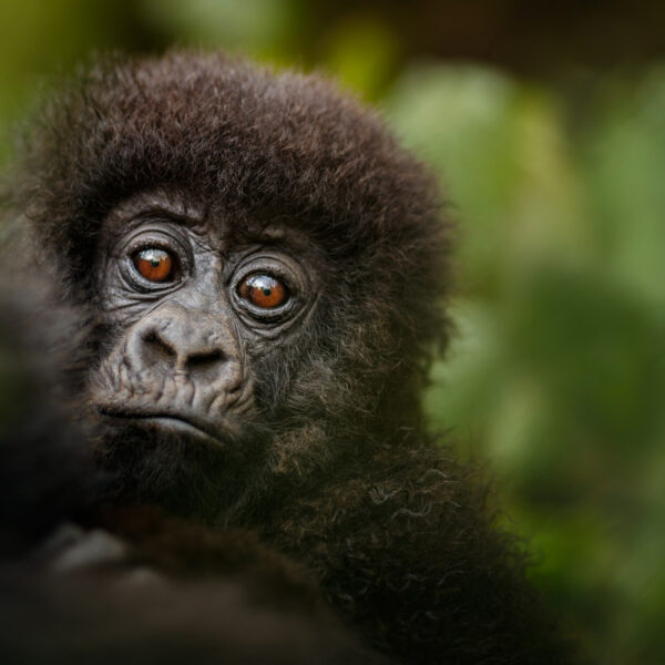 Uganda Travel Guide