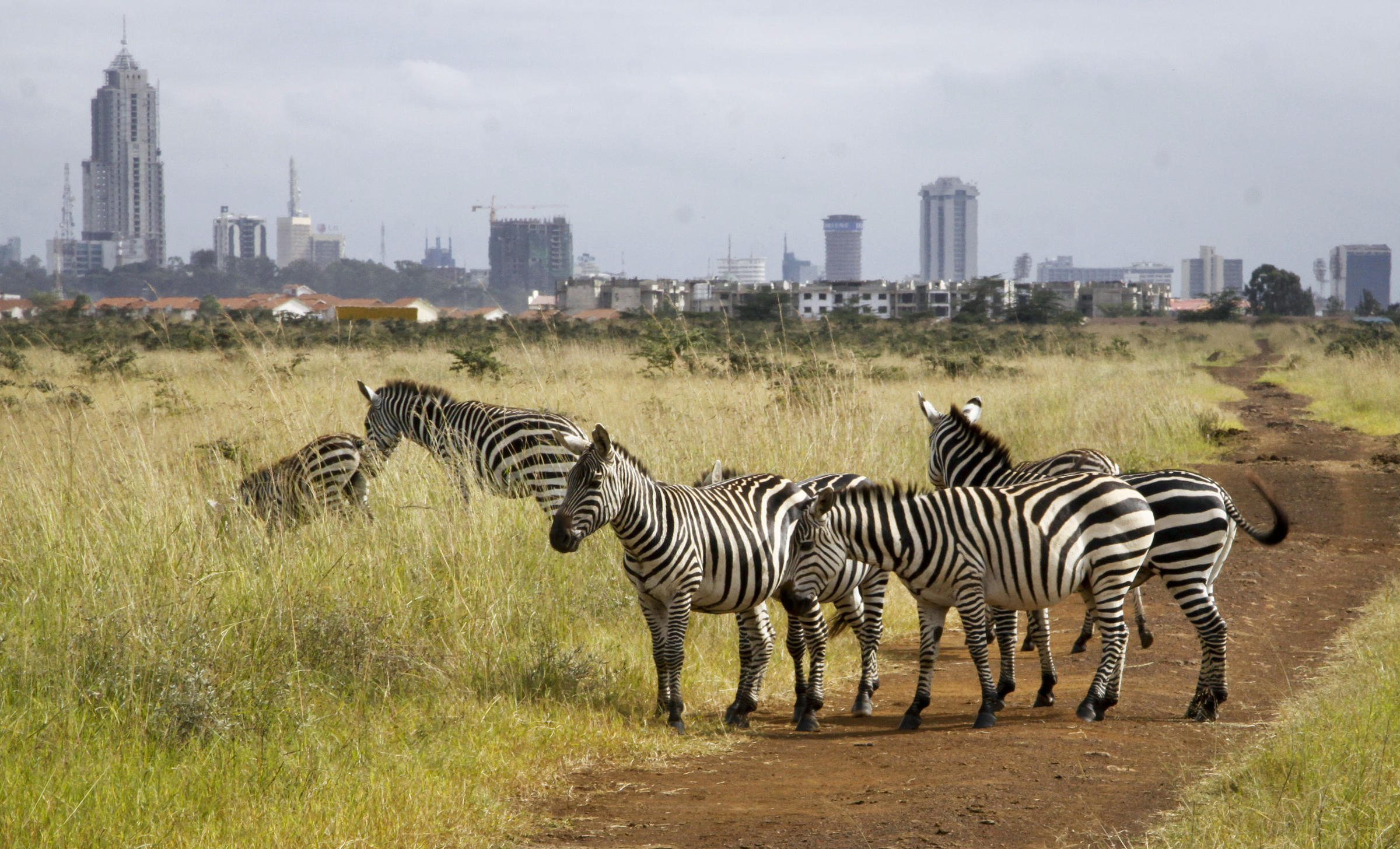 Explore Kenya with Kito Afrika: A Safari and Cultural Adventure Awaits
